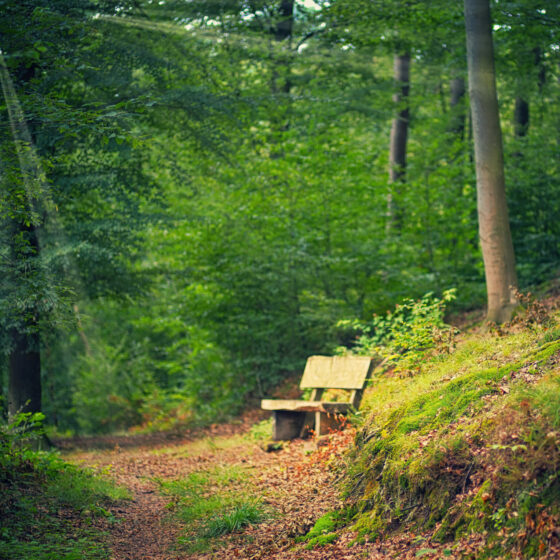 Le Chemin que je n&rsquo;avais pas prévu