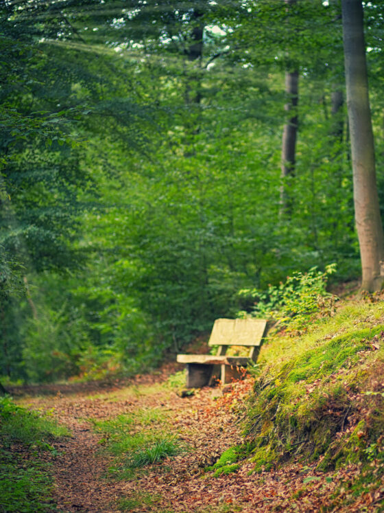 Le Chemin que je n&rsquo;avais pas prévu